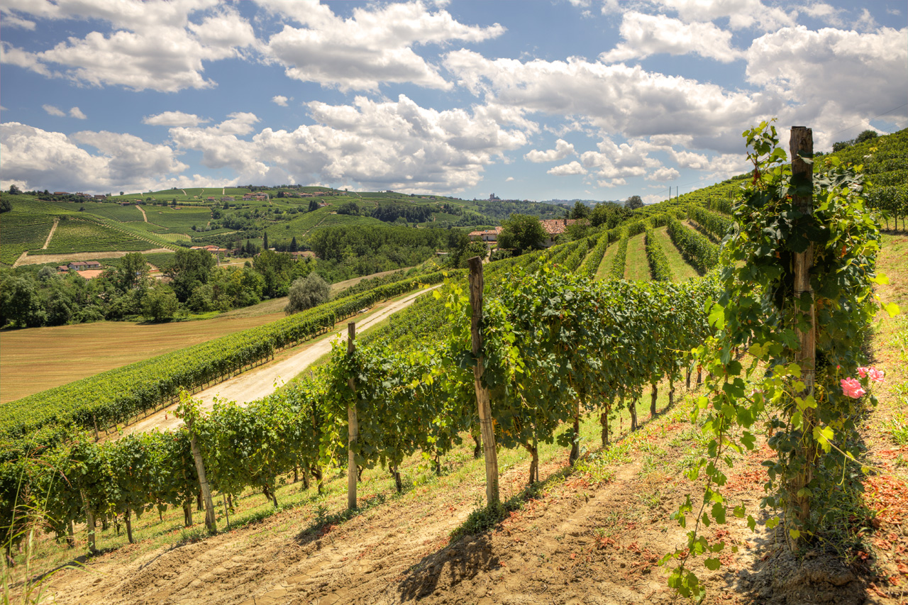 Piedmont Langhe Hills Vineyards